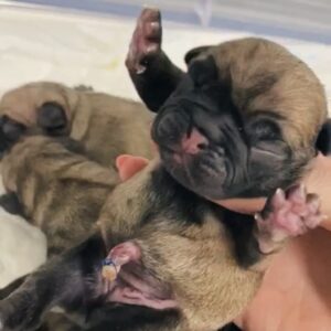 Hospitalizacion Veterinaria Madrid