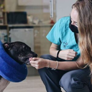Hospital Veterinario Retiro