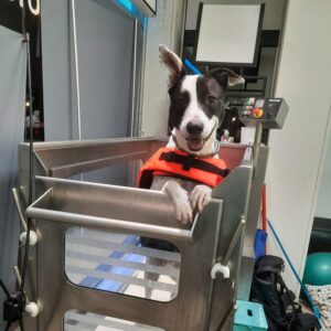 Rehabilitacion y Fisioterapia Veterinaria Madrid