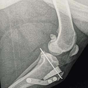 Diagnostico por imagen Veterinario Madrid