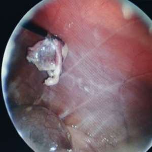 Laparoscopia Veterinaria Madrid