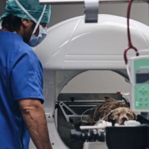 Diagnostico por imagen Veterinario