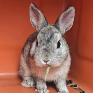 Hospitalizacion Veterinaria Madrid