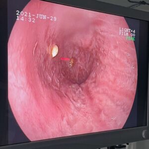 Endoscopia Veterinaria Madrid