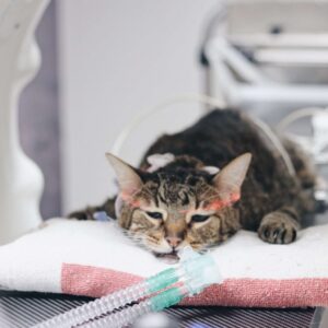 Diagnostico por imagen Veterinario