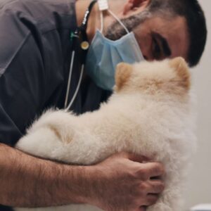 Rehabilitacion y Fisioterapia Veterinaria Madrid