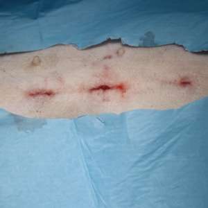 Laparoscopia Veterinaria Madrid