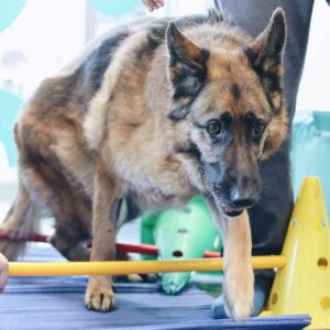 Rehabilitacion y Fisioterapia Veterinaria Madrid