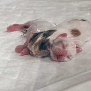 Hospitalizacion Veterinaria Madrid