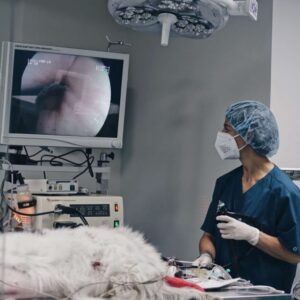 Endoscopia Veterinaria Madrid