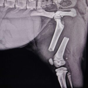Diagnostico por imagen Veterinario Madrid