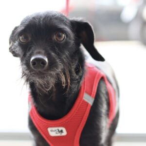 Rehabilitacion y Fisioterapia Veterinaria Madrid