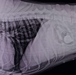 Diagnostico por imagen Veterinario Madrid