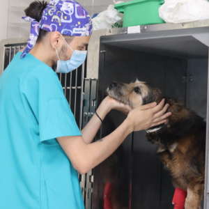 Hospitalizacion Veterinaria Madrid