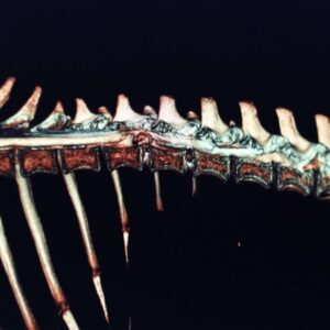 Diagnostico por imagen Veterinario