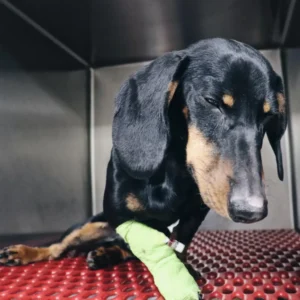 Hospitalizacion Veterinaria Madrid