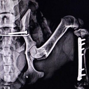 Diagnostico por imagen Veterinario Madrid