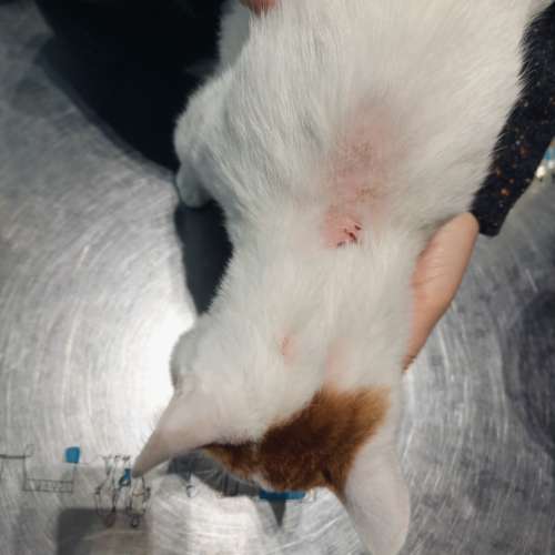 Dermatologia Veterinaria Madrid