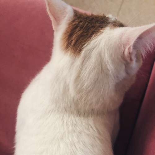 Dermatologia Veterinaria Madrid