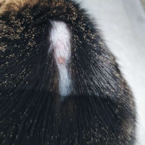 Dermatologia Veterinaria Madrid