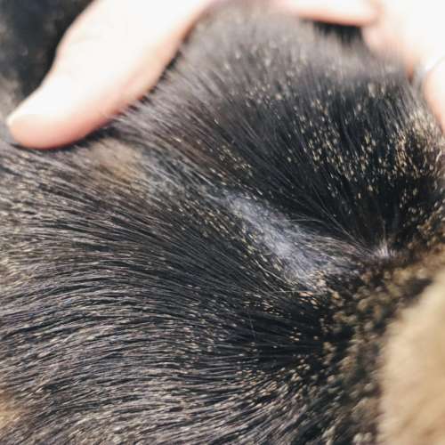 Dermatologia Veterinaria Madrid