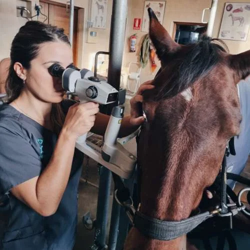 Oftalmologia Veterinaria Madrid