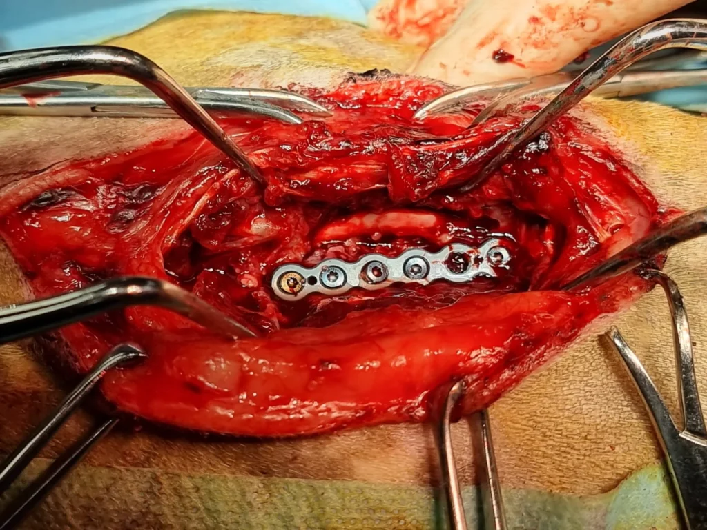 Neurologia Veterinaria