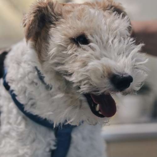 Dermatologia Veterinaria Madrid