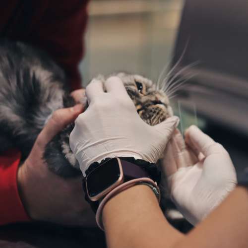 Dermatologia Veterinaria Madrid