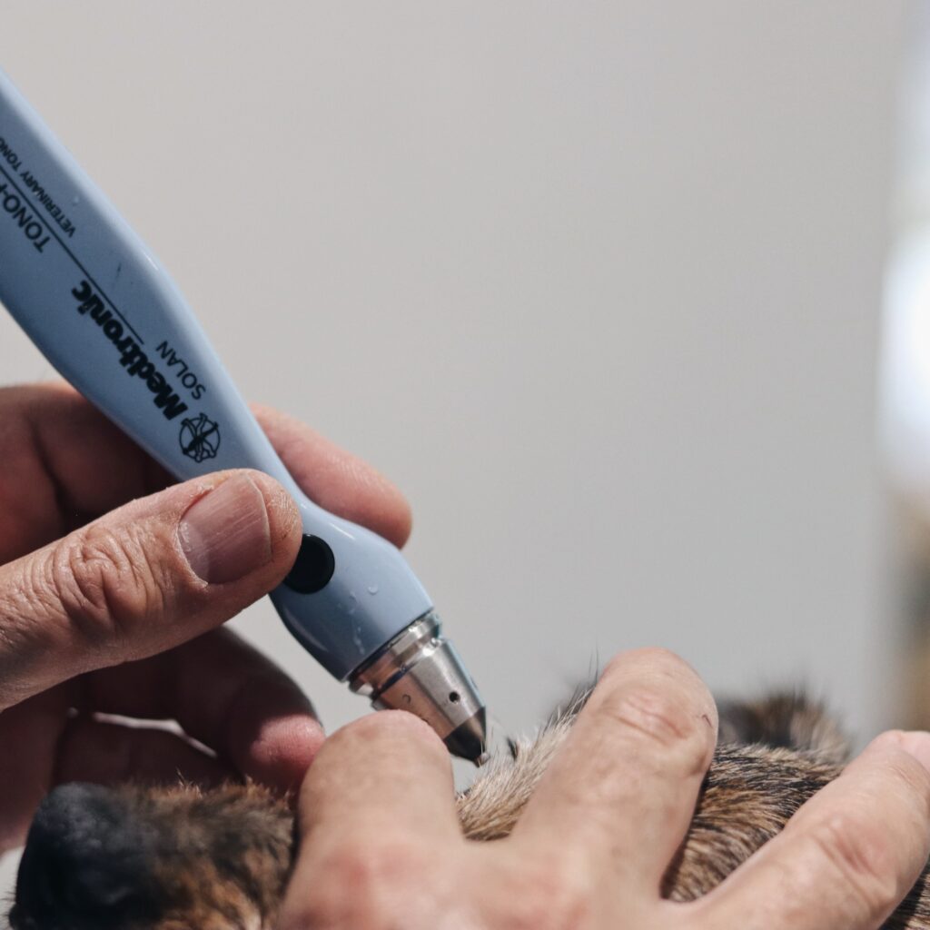 Oftalmologia Veterinaria Madrid