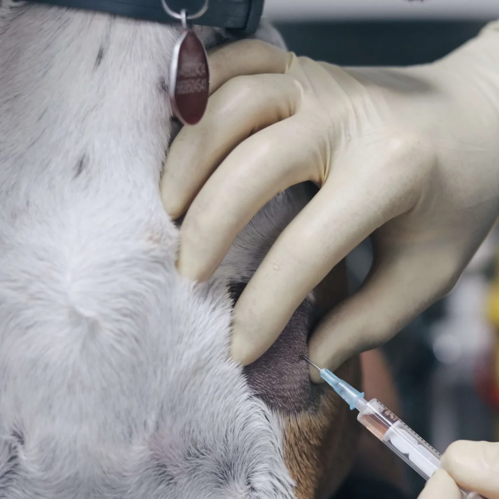 Medicina regenerativa Veterinaria