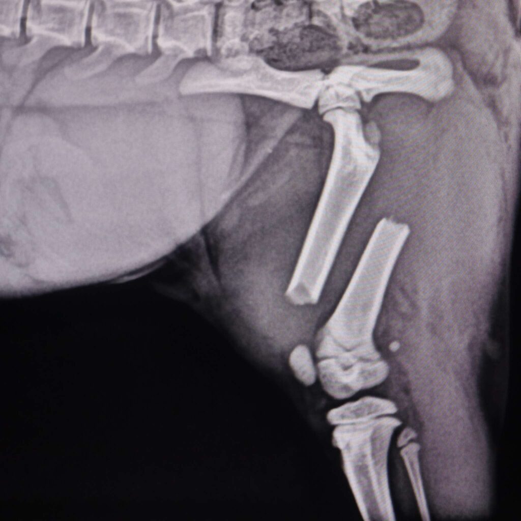Traumatologia y Ortopedia Veterinaria Madrid