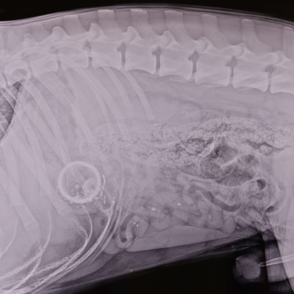 Veterinario aparato digestivo en Madrid