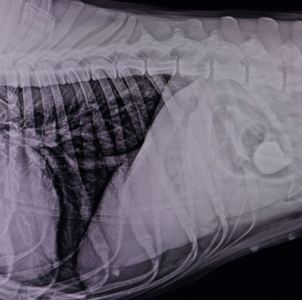 Veterinario aparato digestivo en Madrid