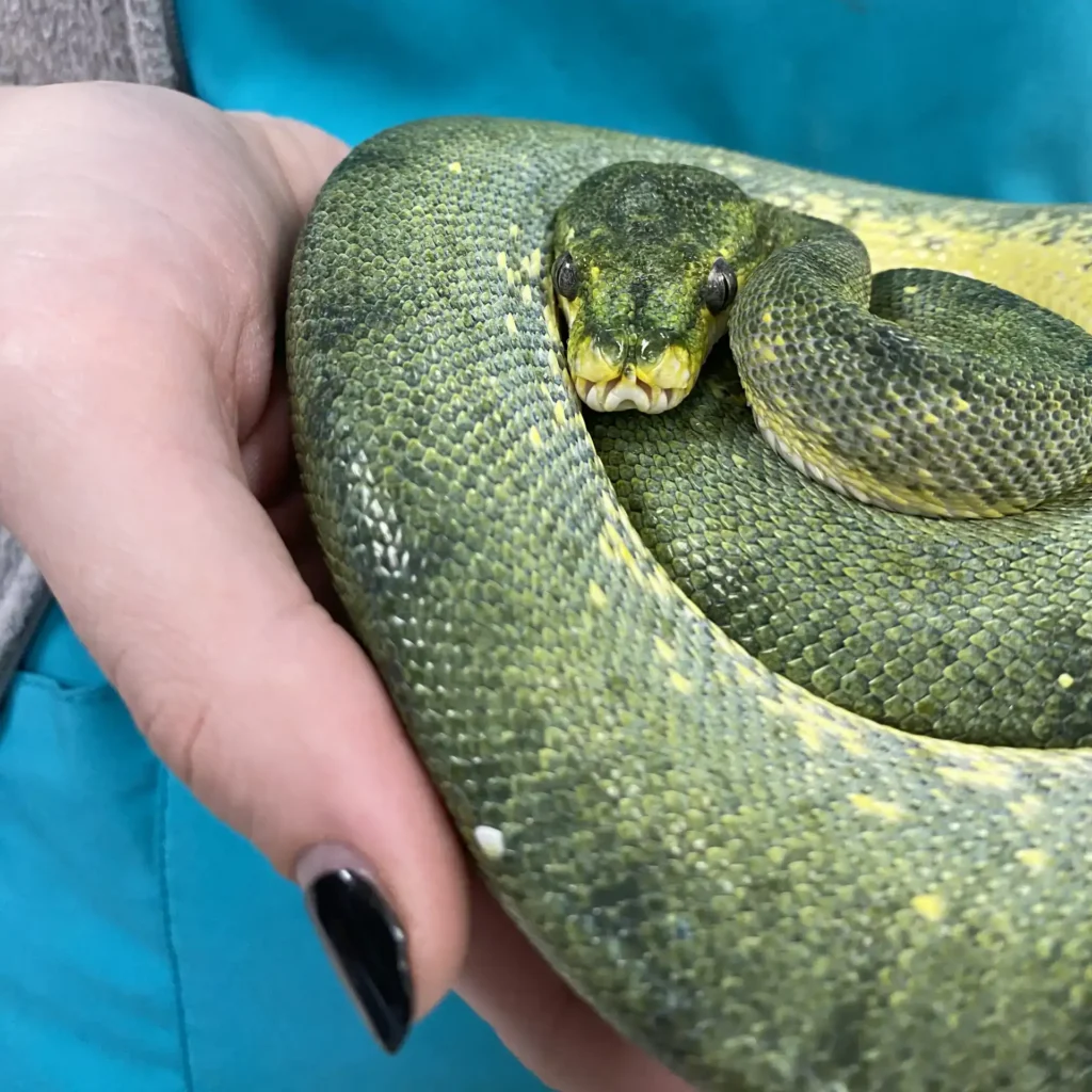Veterinario de animales exoticos en Madrid