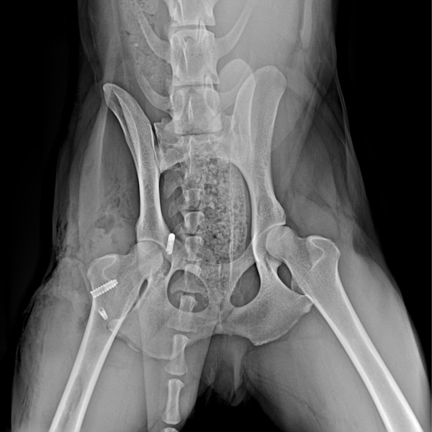 Traumatologia y Ortopedia Veterinaria Madrid