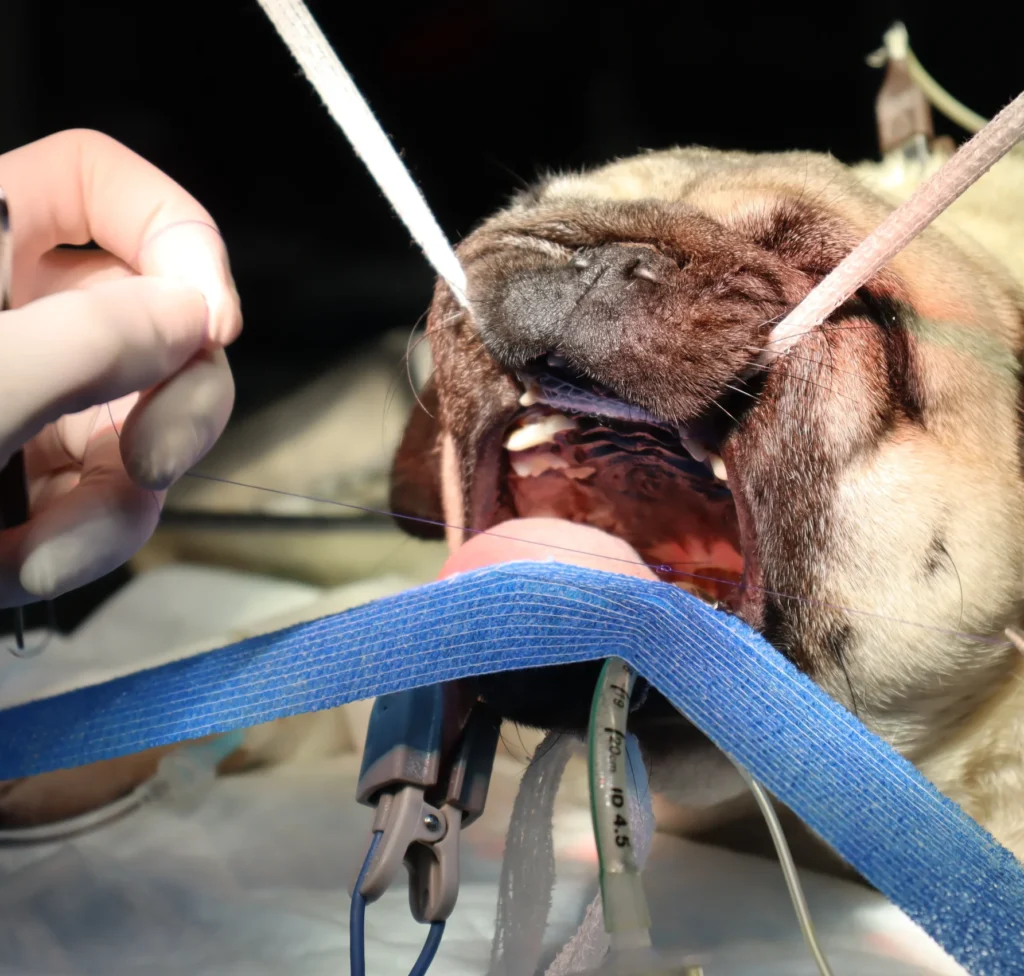Cirugia Veterinaria de Vias Respiratorias Madrid