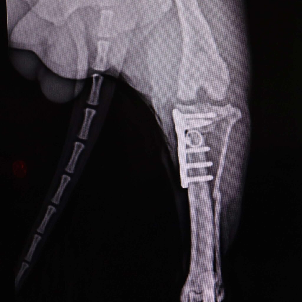 Traumatologia y Ortopedia Veterinaria Madrid