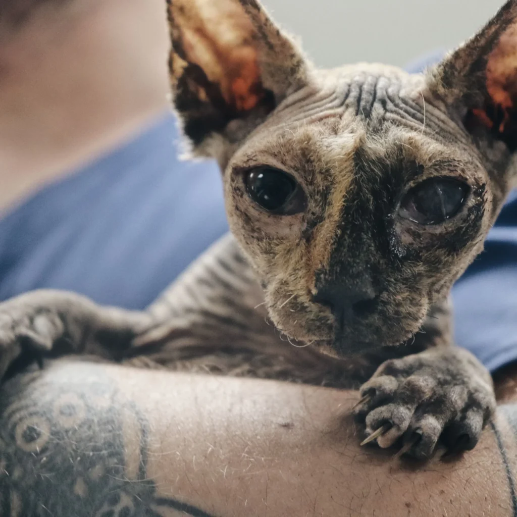Veterinario Medicina Felina Madrid